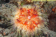 sea urchin